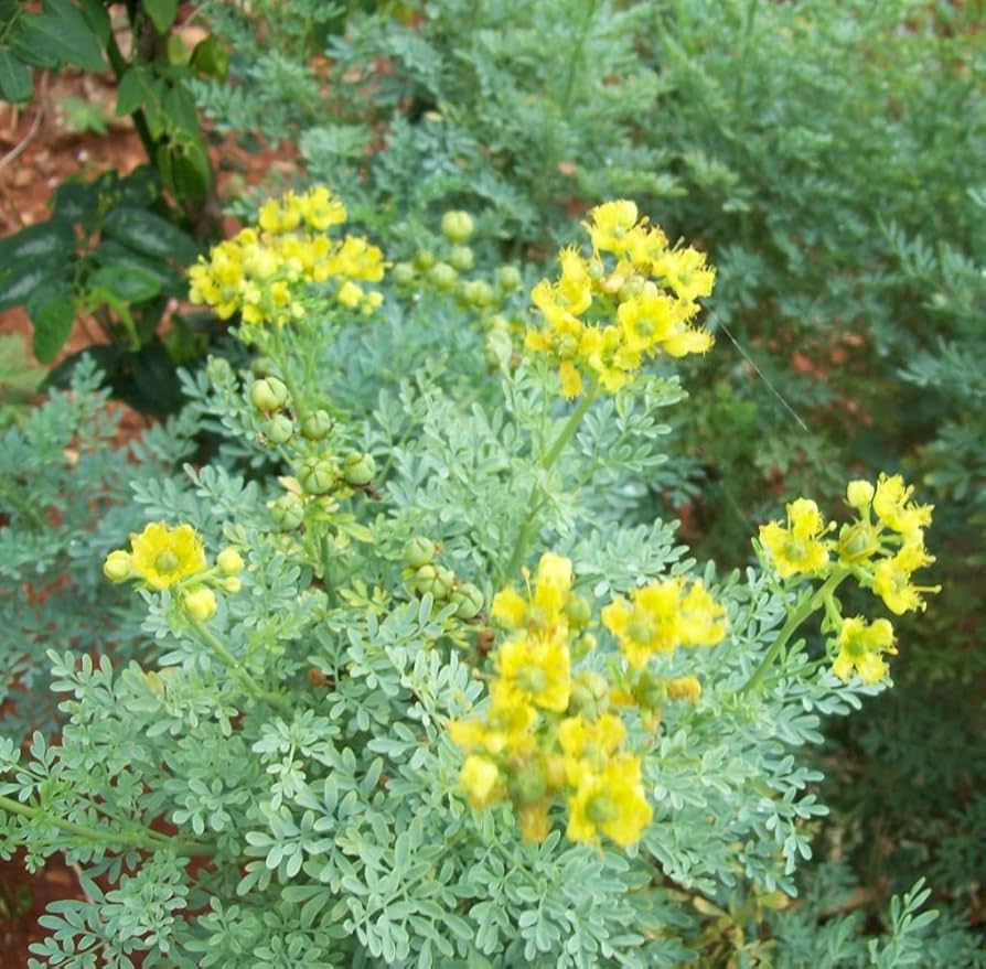 Ruta Graveolens Seeds – Hardy Herb for Gardens-Heirloom & Non-GMO Seeds for planting – Fresh Herb for Your Garden