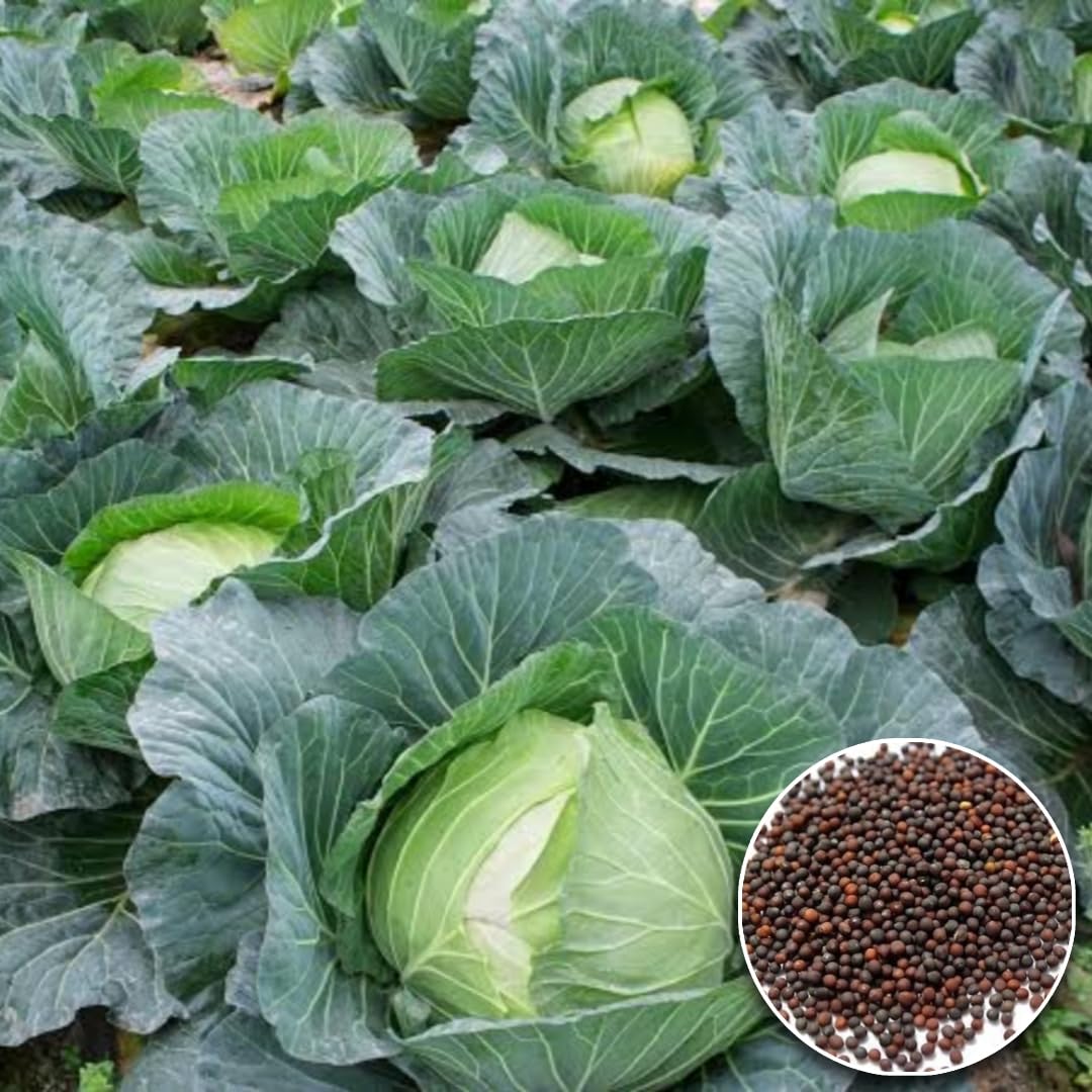 Excellent Field Holding Mid Late Maturity Cabbage For Sowing – Heirloom, Non-GMO, High Germination Organic Garden Seeds