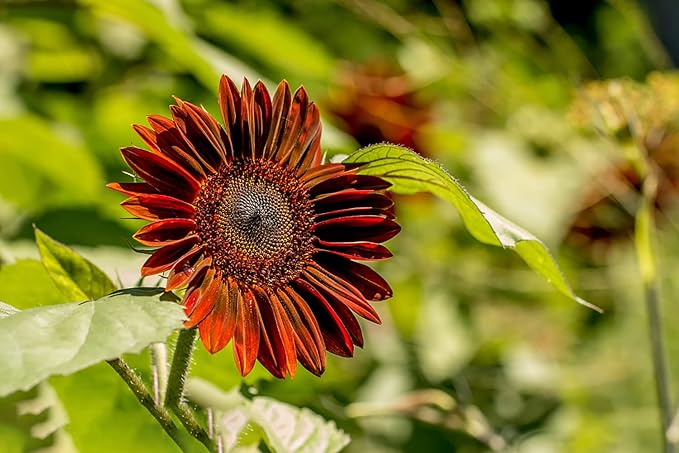Sunflower Helianthus annuus variety mix flower seeds for planting in home garden or open landscapes