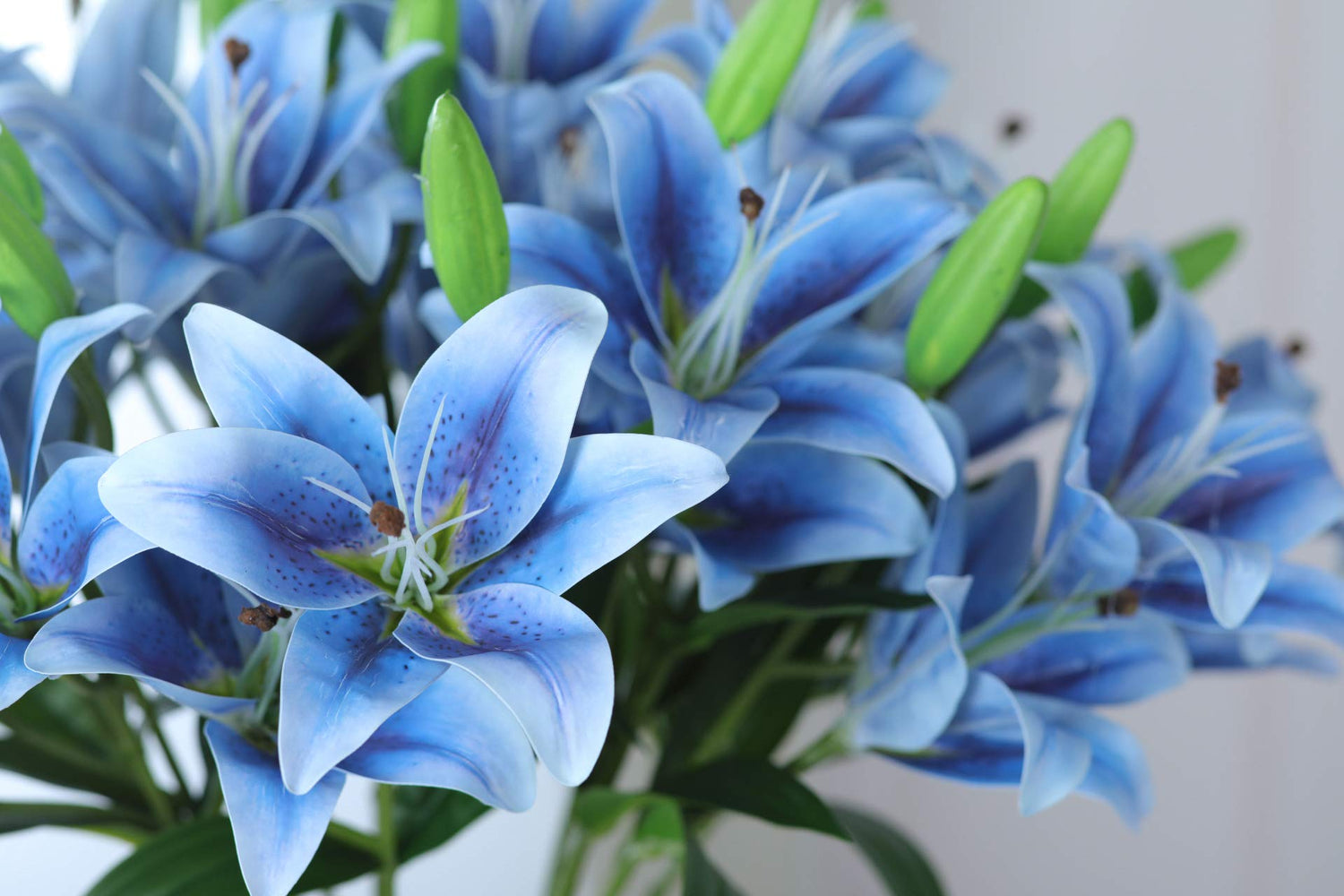 Blue Heart Lily Crinum spp. Seeds for Planting - Great for Flower Bed & Water Garden