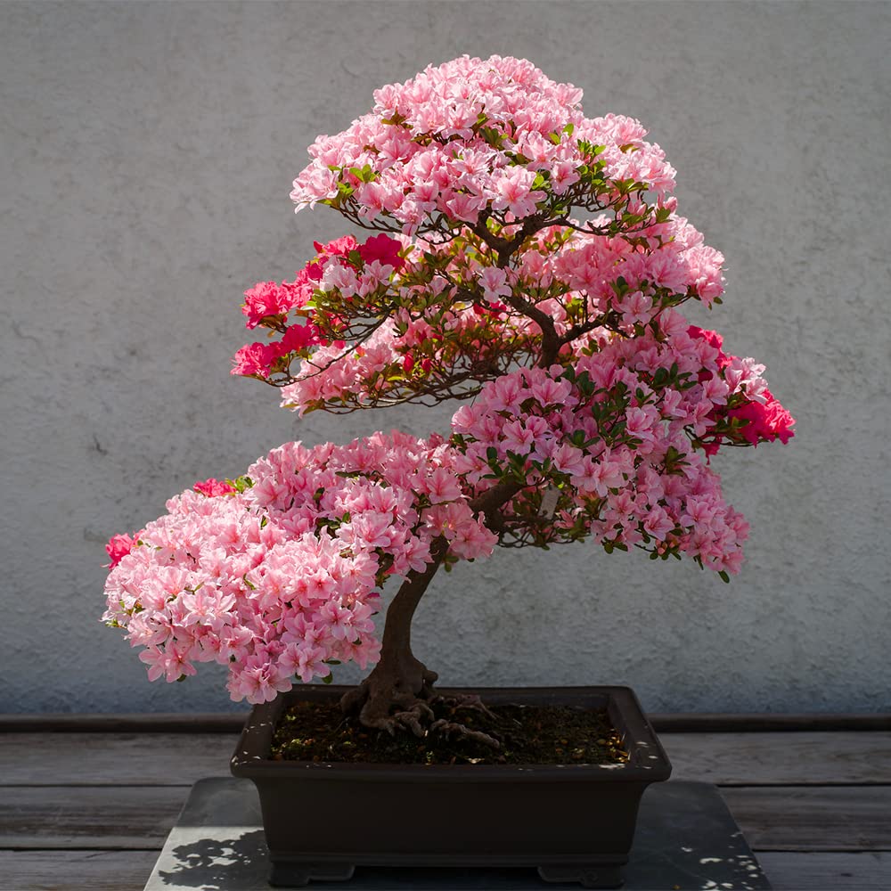 Rare Bonsai Hot Rose & Pink Azalea Seeds for colorful garden blooms
