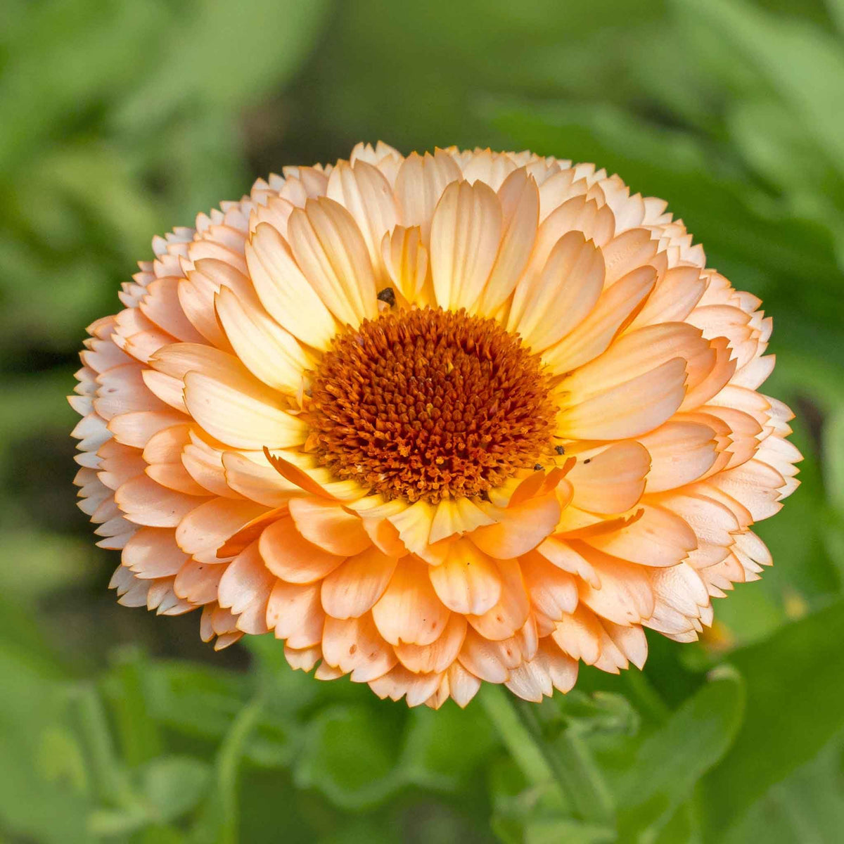 Pink Surprise Calendula officinalis Seeds for Planting for Flower Borders and Home Garden