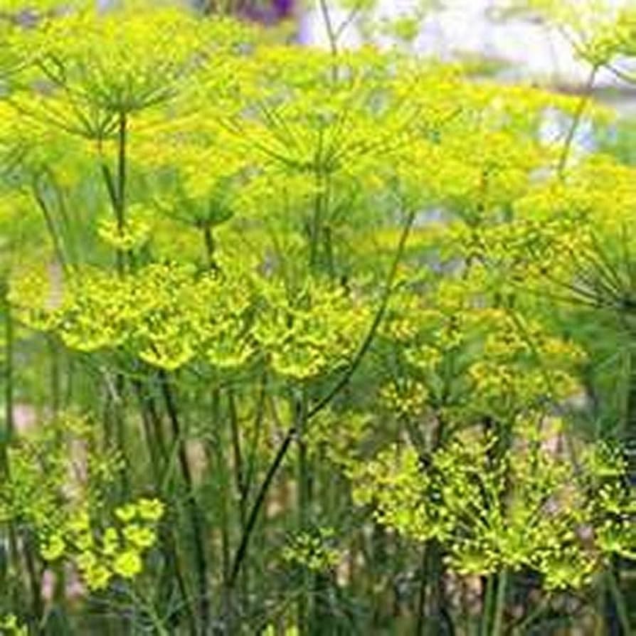 Fennel (Foeniculum Vulgare Florenz) seeds for garden planting