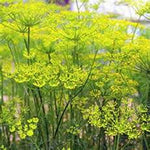 Fennel (Foeniculum Vulgare Florenz) seeds for garden planting