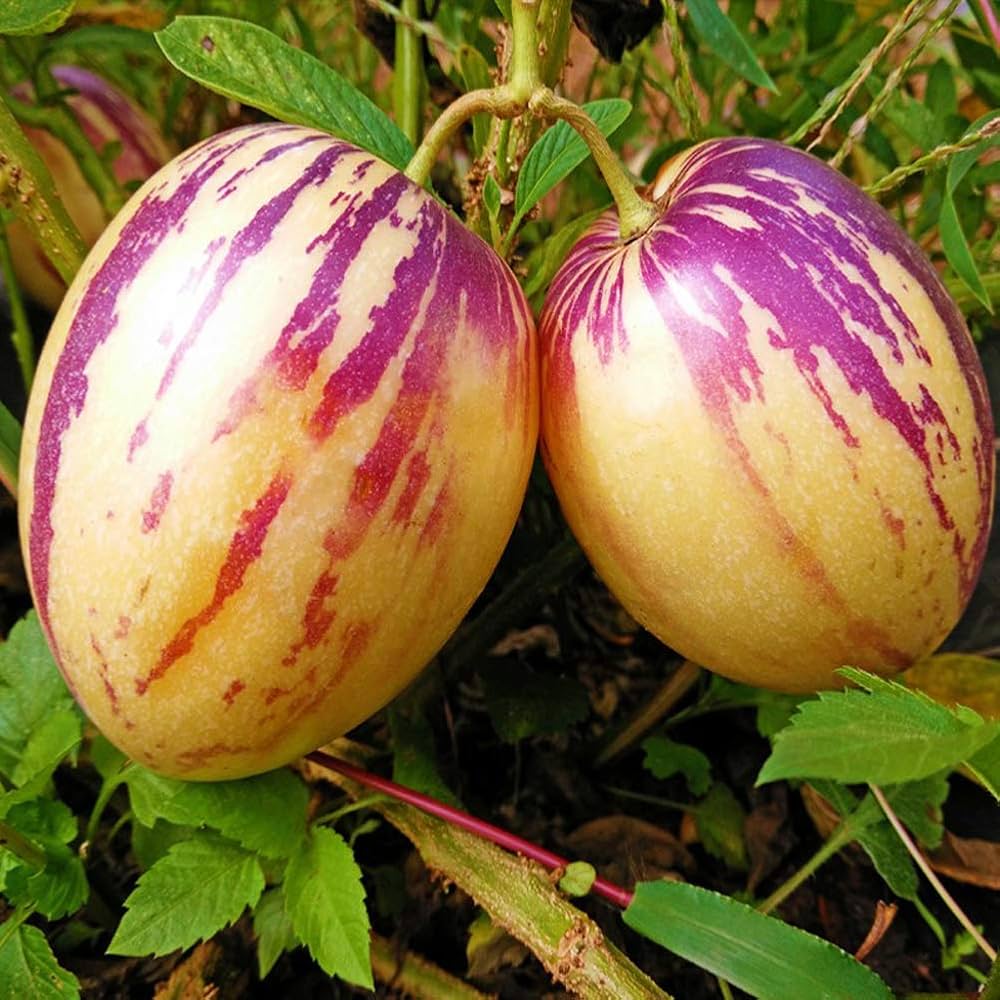 Solanum Muricatum Melon Pear Fruit Seeds for Planting in Vegetable Patch