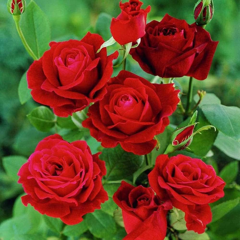 Rose Tree Rosa Chinensis Flower Seeds for Planting in Backyard Gardening and Ornamental Landscapes