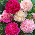 Double Flowering Peony Paeonia spp. for planting in flower bed