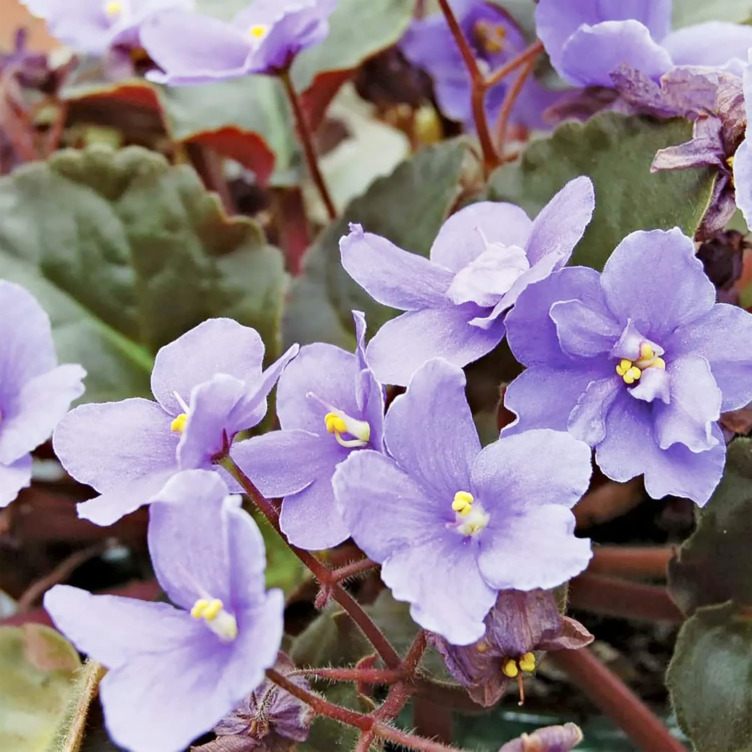 Mixed Color Violet Seeds - African Violet Perennial Flower Seeds