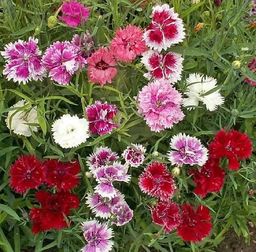 Mixed Dianthus Sonata Flower Seeds for Planting - NON GMO Seeds Dhara Seeds