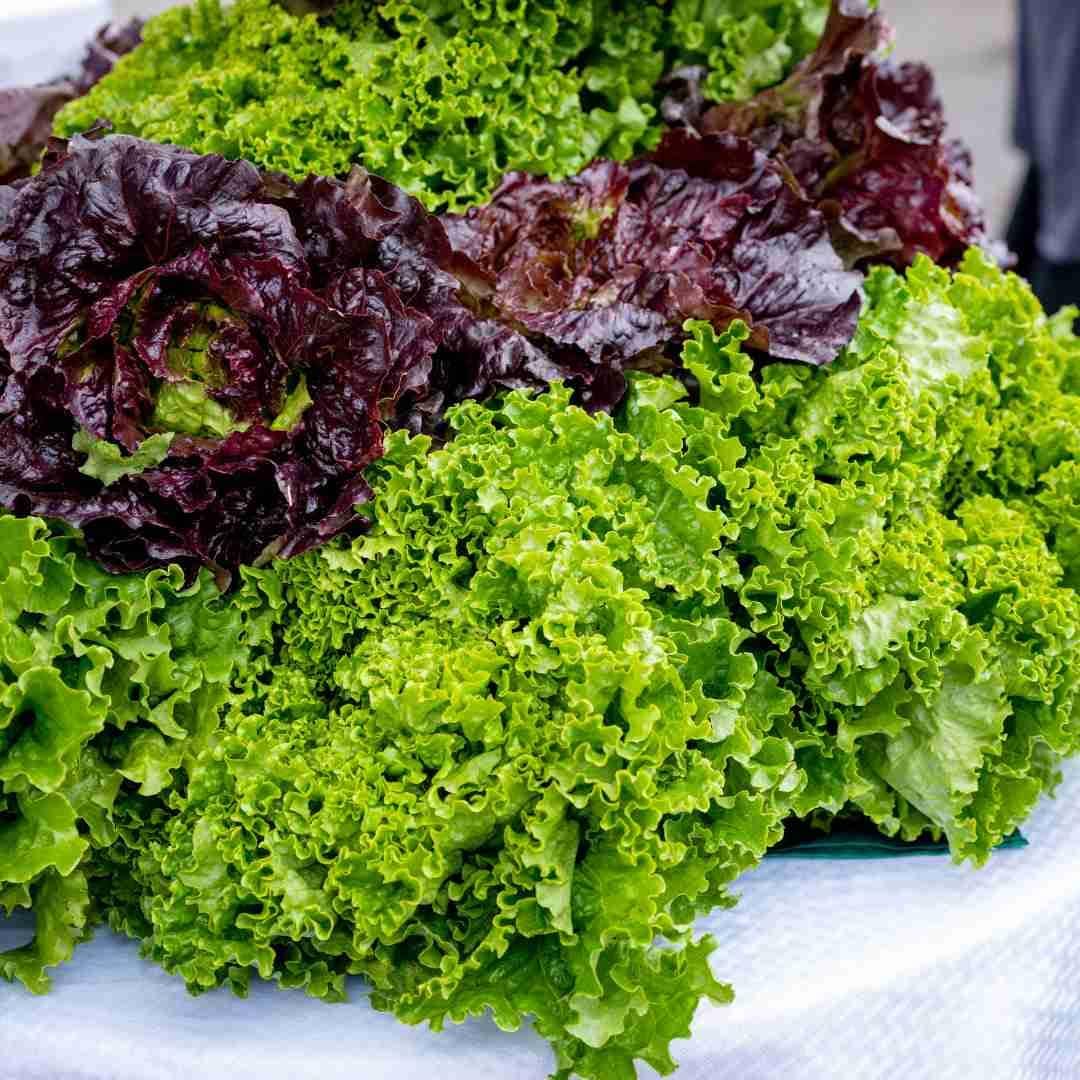Lettuce Seeds ( , Easy to Grow, Great for Salads)
