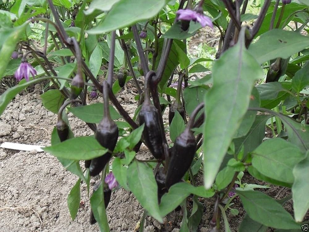 Czech Black Hot Pepper Seeds ( , Rare Heirloom)