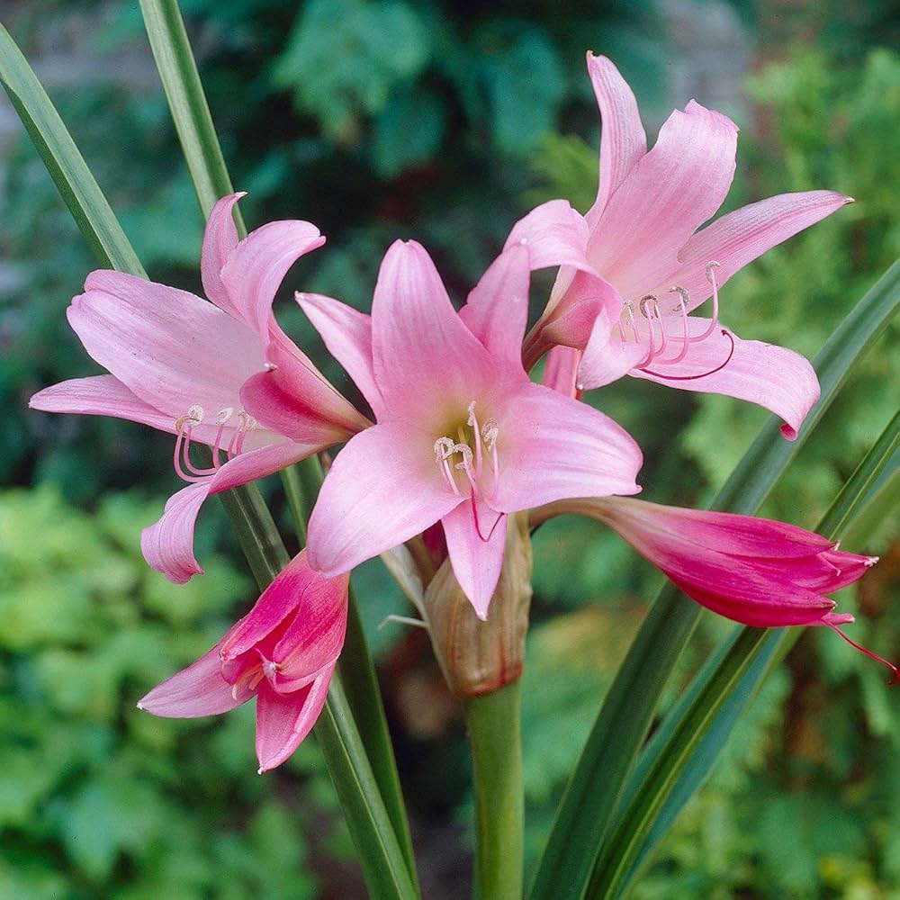 Crinum Crinum Asiaticum Flower Seeds for Planting – Great for Tropical Gardens and Large Ornamental Displays