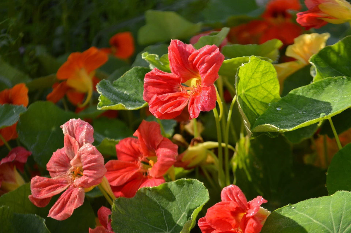 Cherry Rose Nasturtium Flower Seeds – Heirloom, Non-GMO, High Germination Organic Garden Seeds