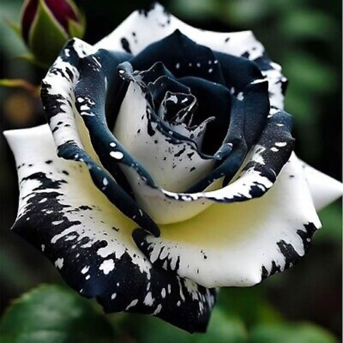 Black Rose White Edge Flowering Seeds For Planting