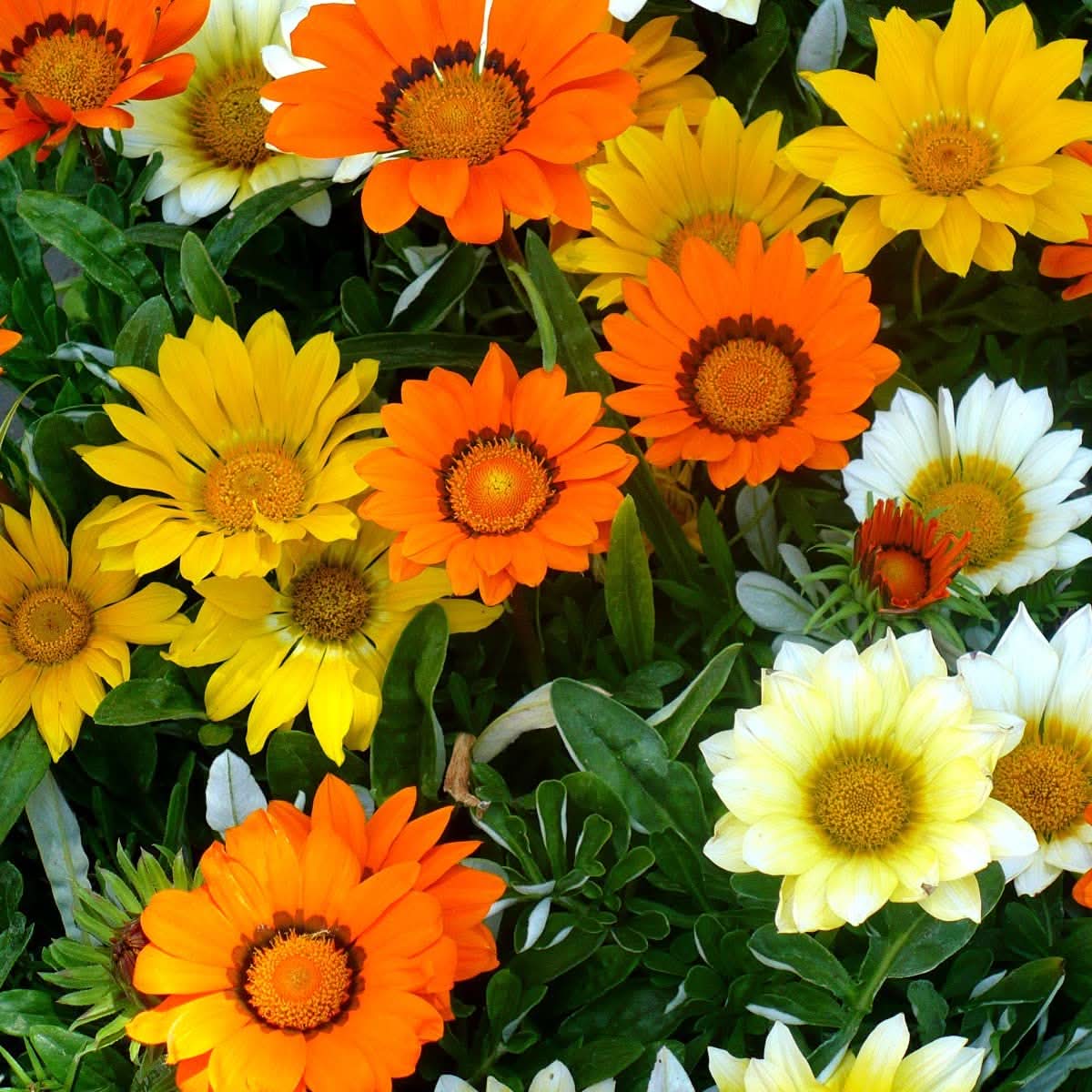 Semi Gazania Chrysanthemum Morifolium Flower Seeds for Planting in Balcony Garden and Indoor Pots