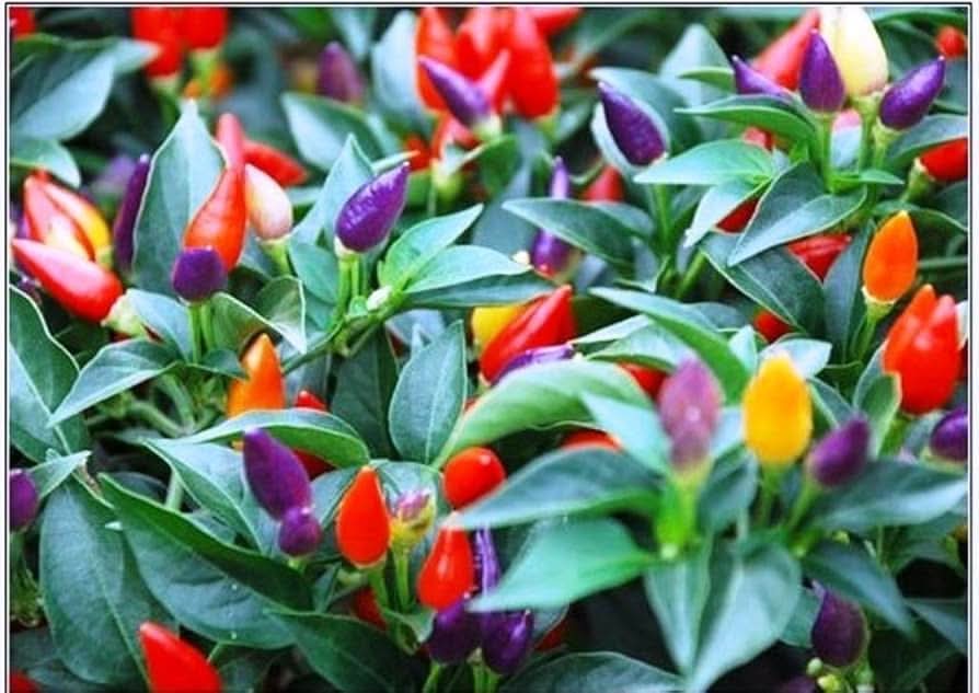 Bolivian Rainbow Chili Colorful Pepper Plant Seeds