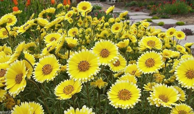 Tidy Tips Layia Platyglossa Flower Seeds for Planting – Native Wildflower for Pollinator Gardens and Seasonal Meadows