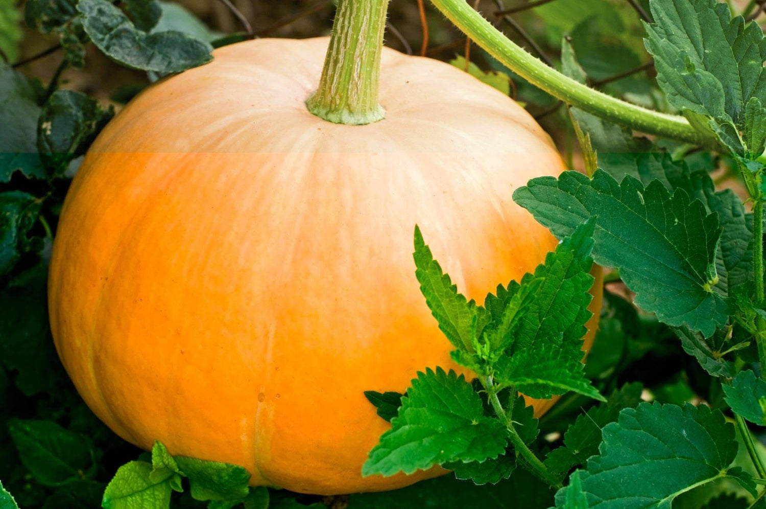 Pumpkin Cucurbita pepo Seeds for Planting in Vegetable Patch and Large Garden
