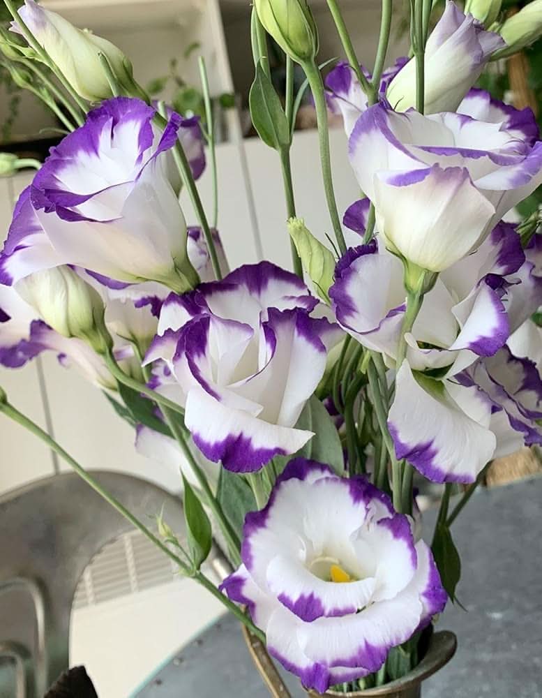 Eustoma Grandiflorum Flower Seeds for Planting in Backyard Gardening and Vertical Arrangements