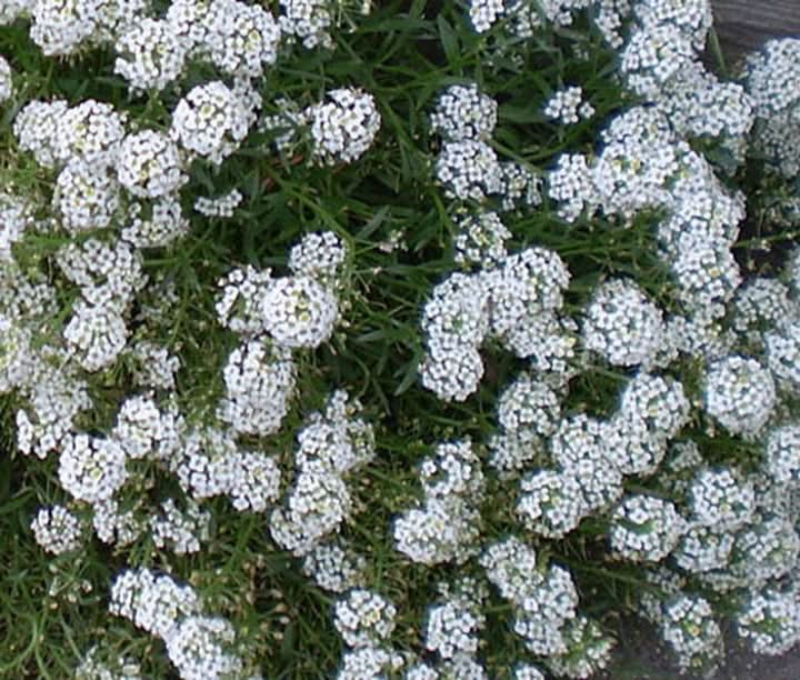 Tiny Tim Alyssum White Flower Seeds for Planting, Non-GMO, Fragrant Garden Blooms