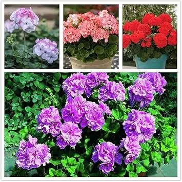 Geranium Apple Blossom Flower Seeds for Planting - NON GMO Seeds Dhara Seeds