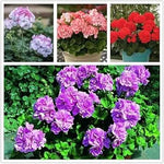Geranium Apple Blossom Flower Seeds for Planting - NON GMO Seeds for planting in home garden