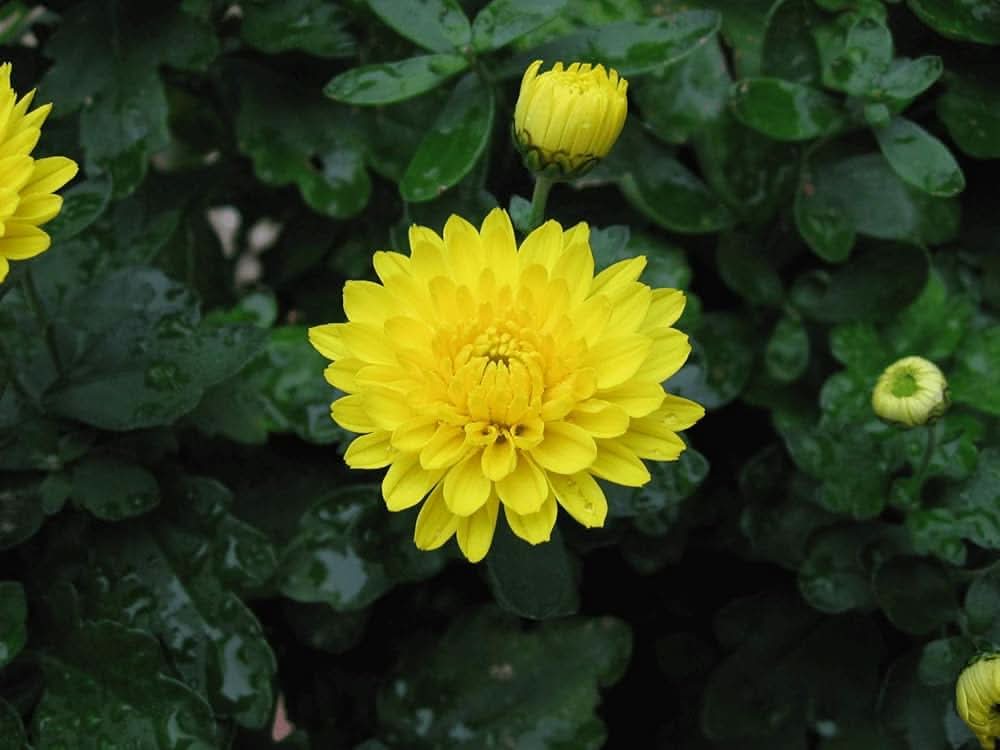 Chrysanthemum Yellow Morifolium Flower Seeds for planting in kitchen garden borders and outdoor planters