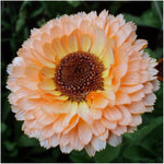 Pink Surprise calendula – pastel bloom seed