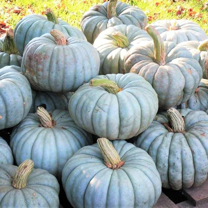 Blue Doll Pumpkin Seeds for Planting Jarradale Queensland Cinderella Doll – Heirloom, Non-GMO