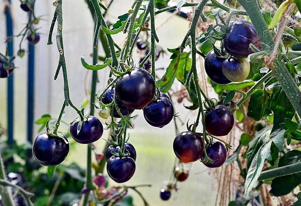 Tomato Solanum Lycopersicum Indigo Blue Berries Vegetable Seeds for Planting – Ideal for Unique Kitchen Garden and Salad Use