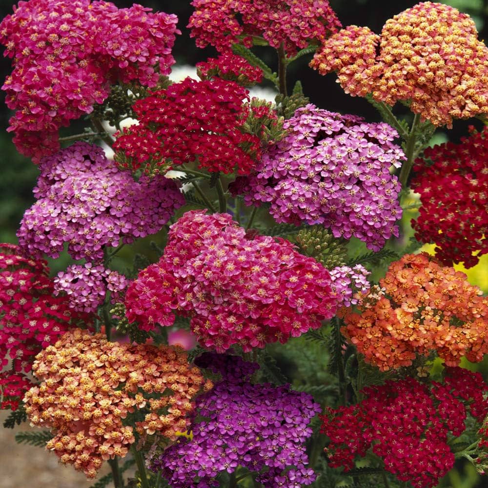 Mixed Yarrow Flower Seeds – Heirloom, Non-GMO Flower Seeds for Planting for planting in your garden.