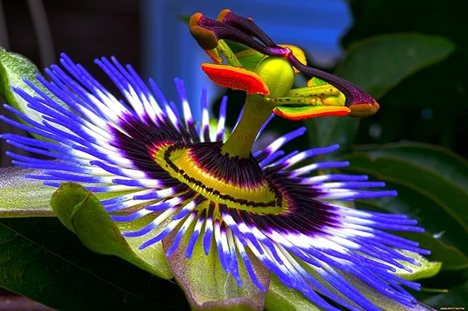 Exotic Blue Passionflower Seeds for Planting for Home Garden