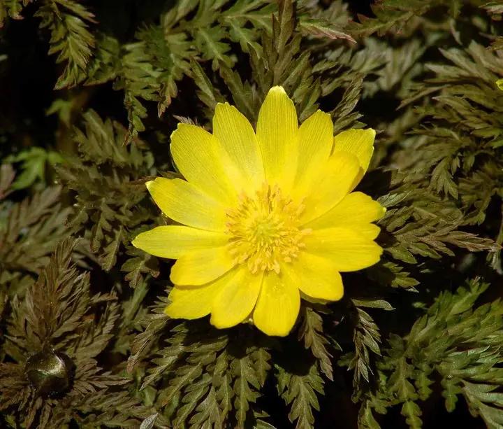 Yellow Adonis Flower Planting Seeds for Garden NON GMO Seeds Dhara Seeds
