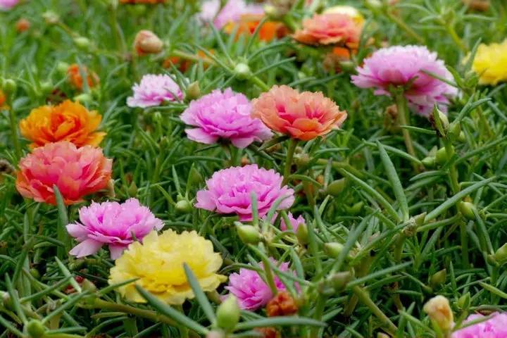 Mixed Portulaca Rose Flower Plant Seeds for Planting - Non-GMO Heirloom Garden Seeds Dhara Seeds