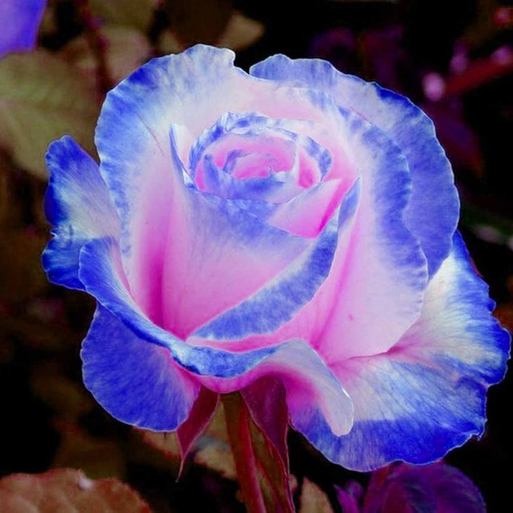 Rare Rose Seeds 24 Beautiful Flower Colors