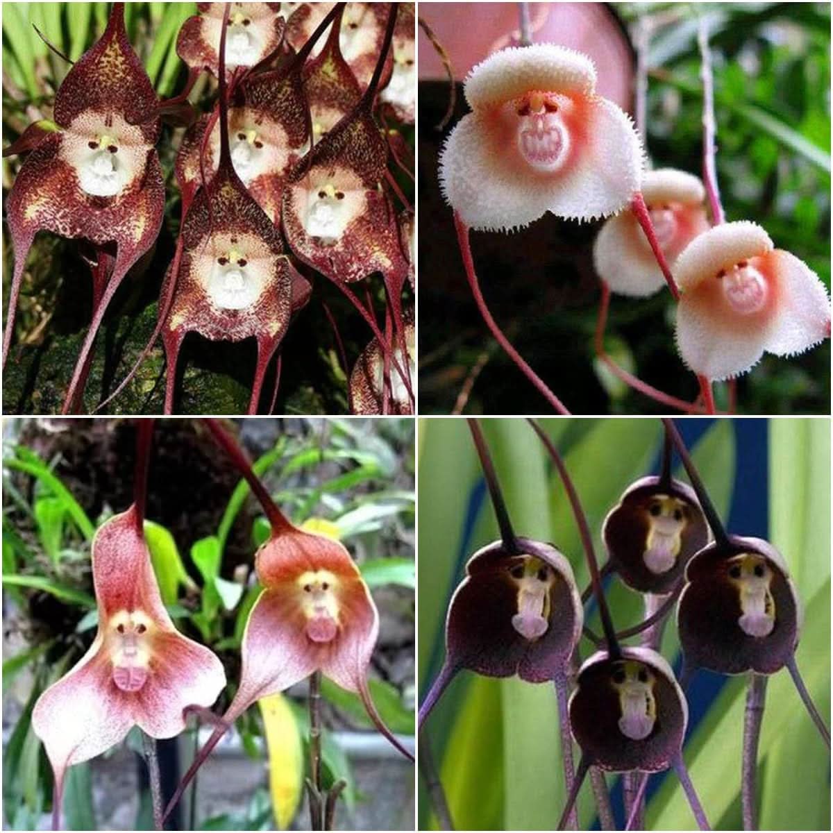 Baby Face Orchid Rare Perennial Flowering Seeds For Planting