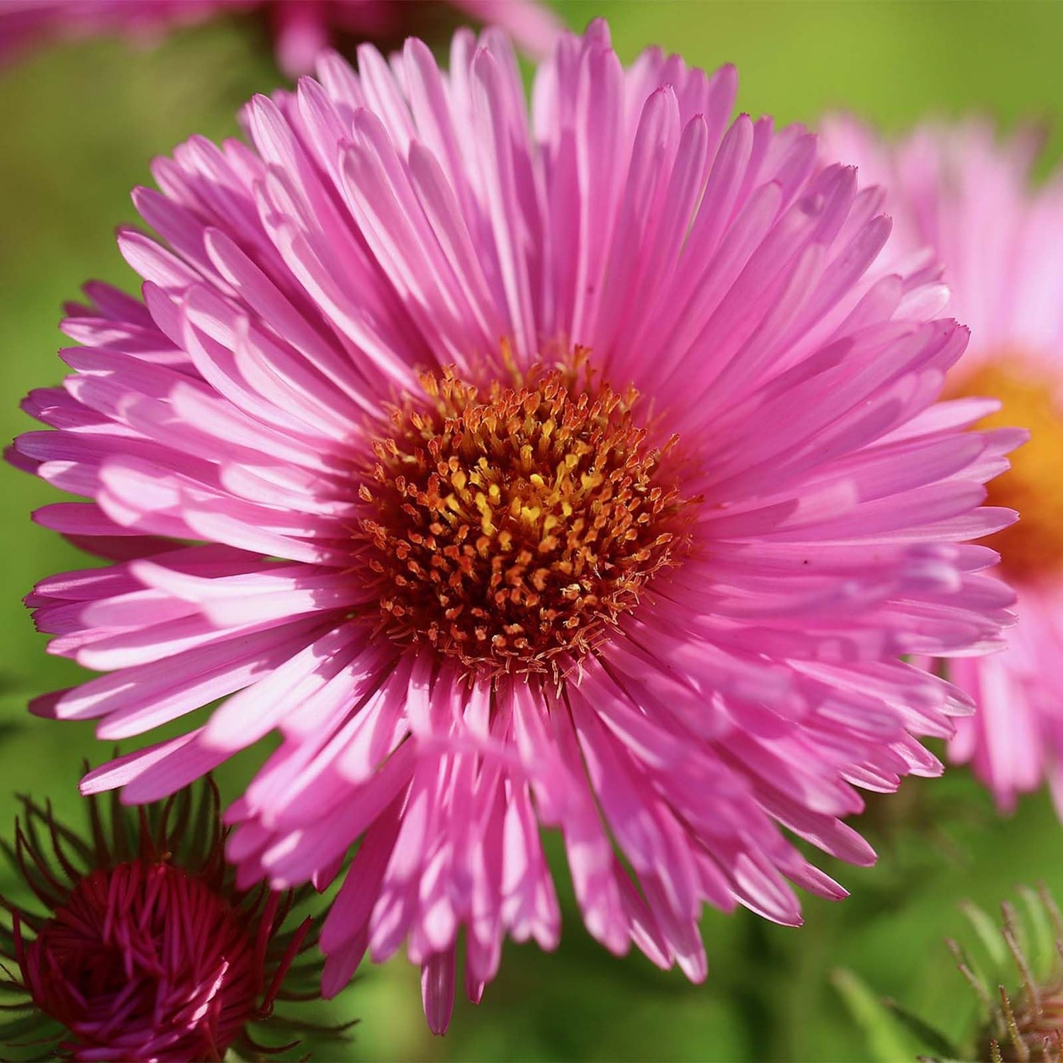 Aster Flower Aster spp. Seeds for Planting Mixed Color