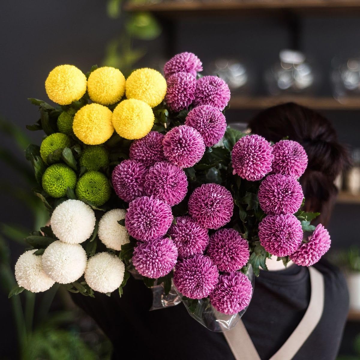 Colorful Chrysanthemum (Chrysanthemum spp.) bonsai seeds for garden planting