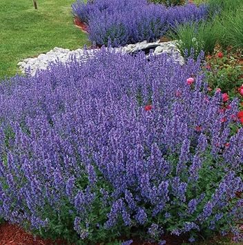 Nepeta Racemosa Flower Seeds for Planting - 100