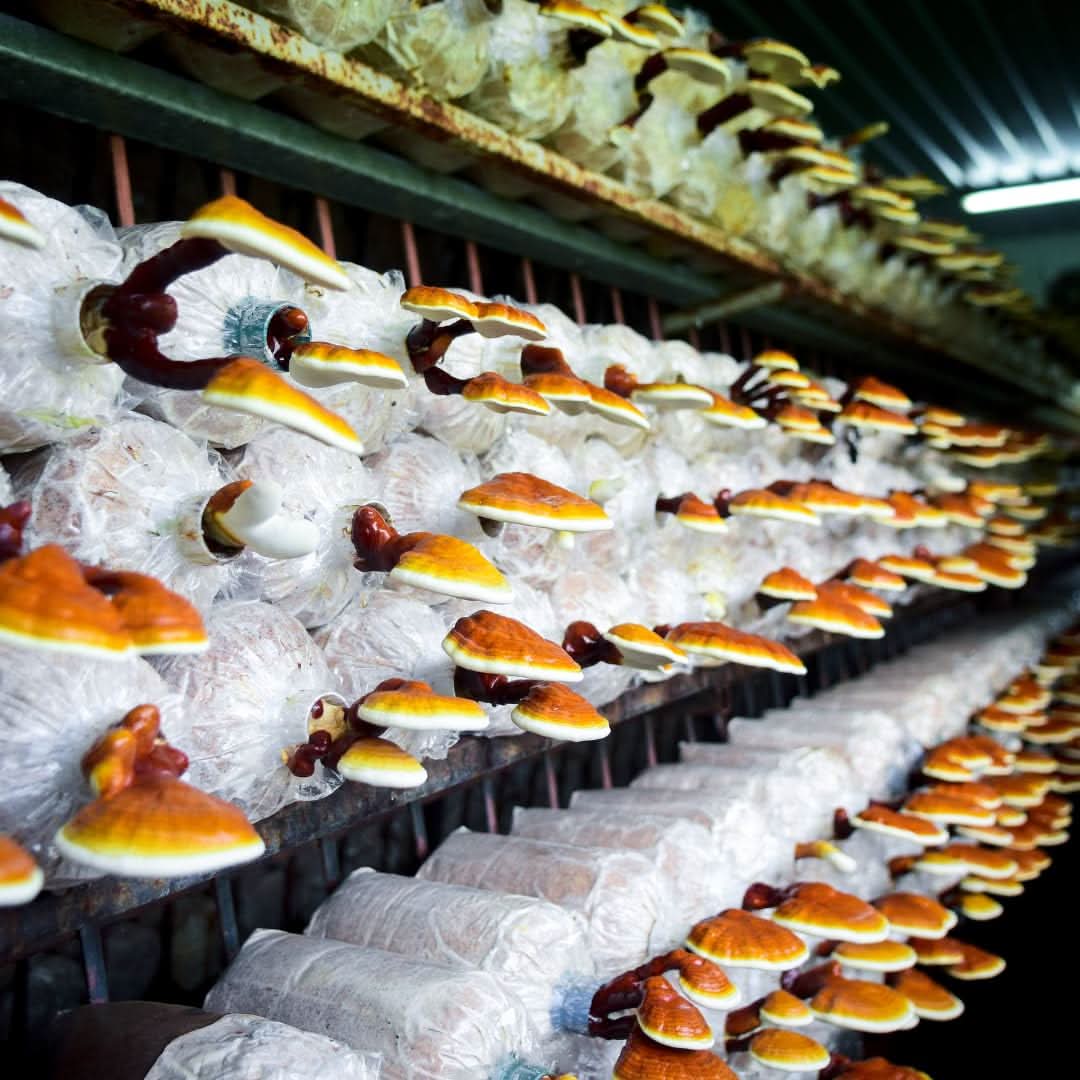 Reishi Mushroom Ganoderma lucidum seeds for home medicinal garden and shaded areas