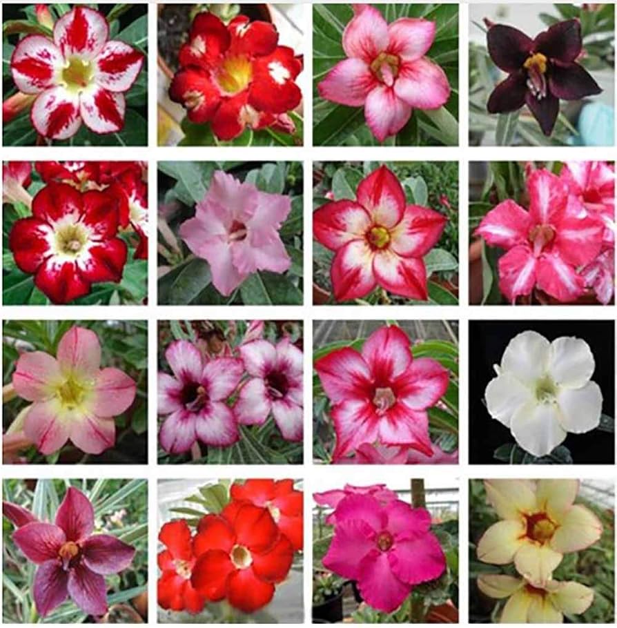 Desert Rose Adenium Obesum Flower Seeds for Planting – Perfect for Indoor Pots and Balcony Garden Displays