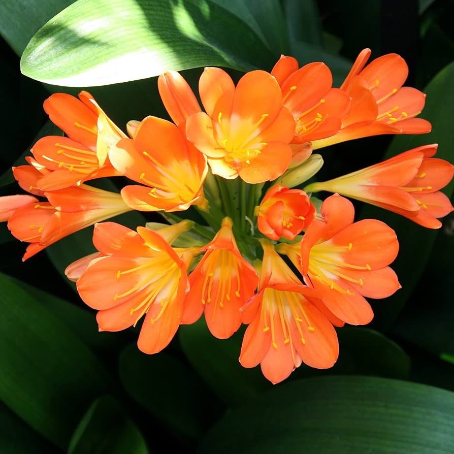 Rainbow Clivia Clivia miniata Seeds for Planting