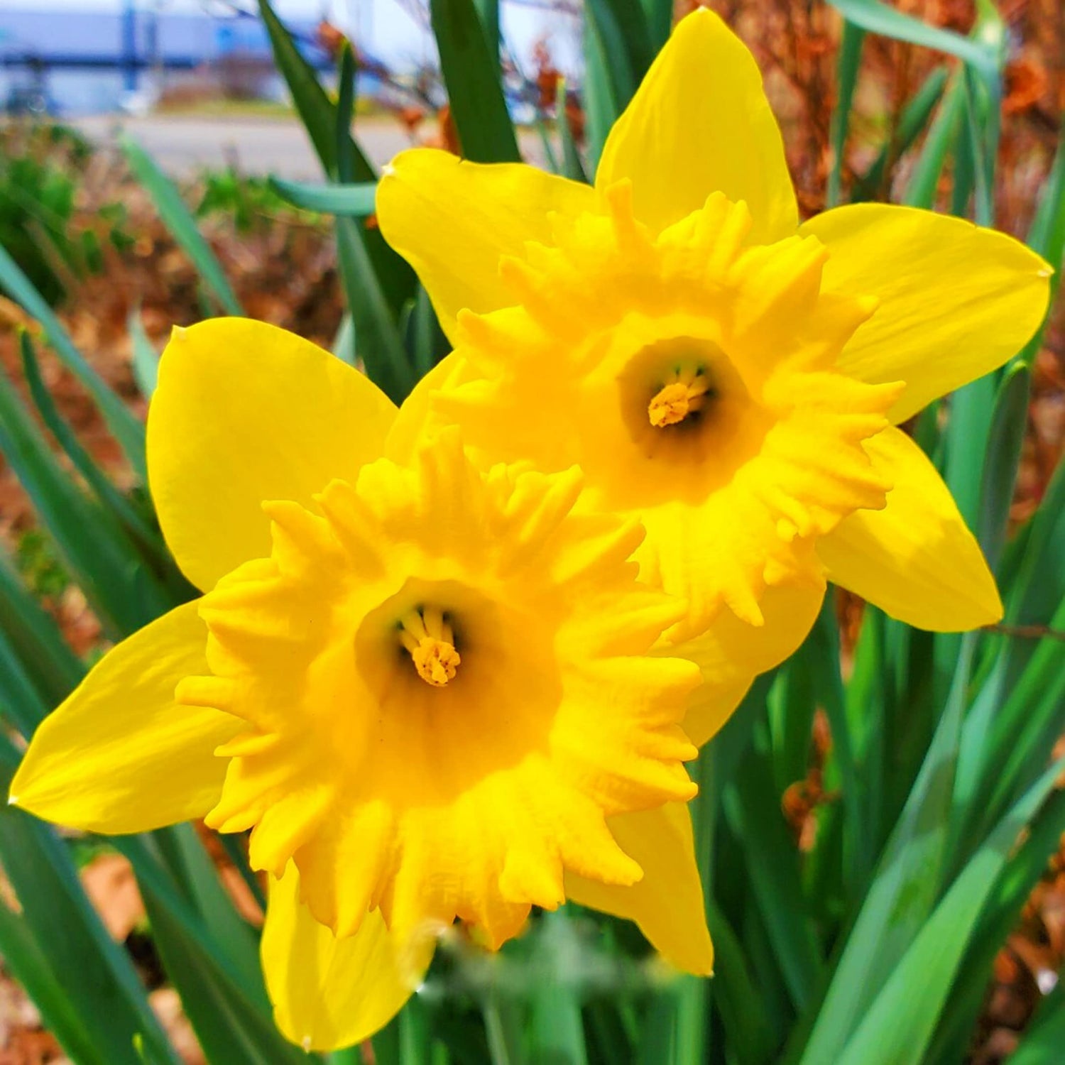 Jumbo Daffodil Bulbs (Trumpet) - Dutch Master