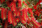 Pink Melaleuca Flower Seeds for Planting, 100 pcs for planting in your garden.