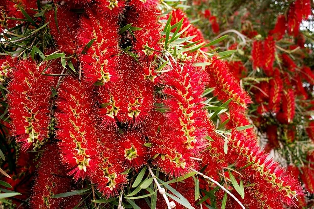 Pink Melaleuca Flower Seeds for Planting, 100 pcs for planting in your garden.