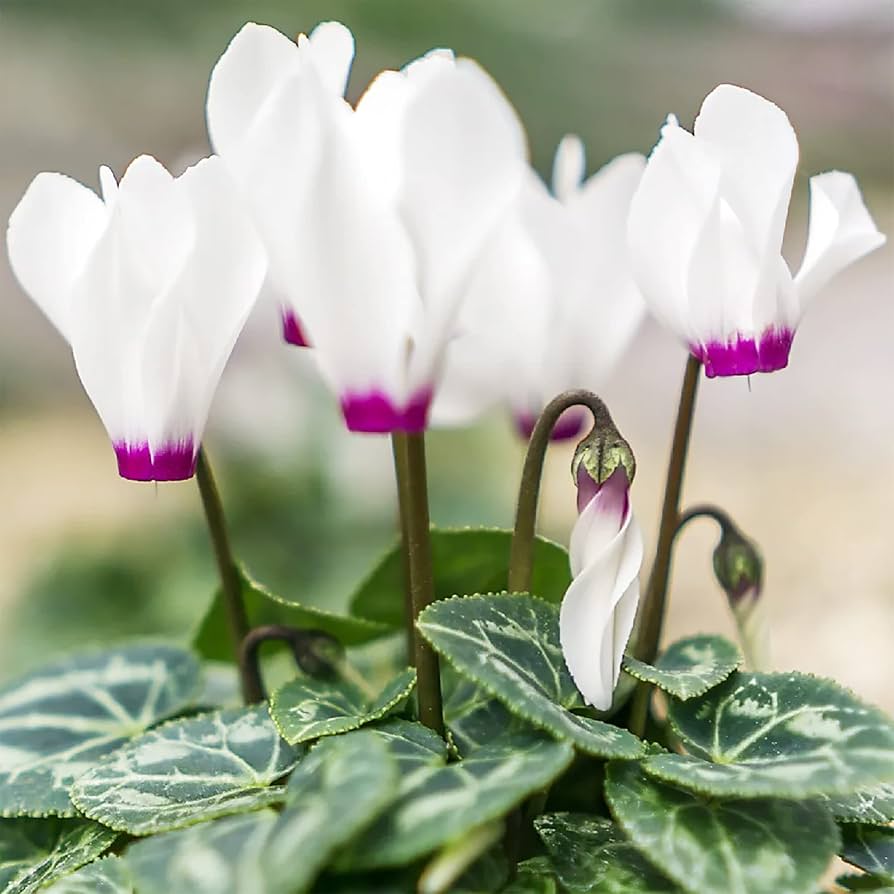 Cyclamen Cyclamen Persicum Flowering Seeds For Planting in indoor pots or shaded garden spaces