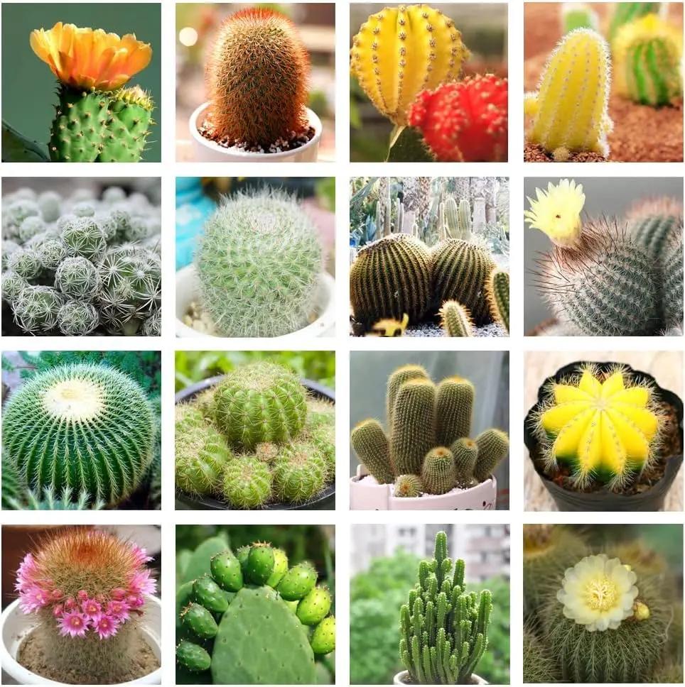 Cactus Plant Seeds for Planting - NON GMO Seeds Dhara Seeds