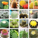 Cactus Plant Seeds for Planting - NON GMO Seeds Dhara Seeds