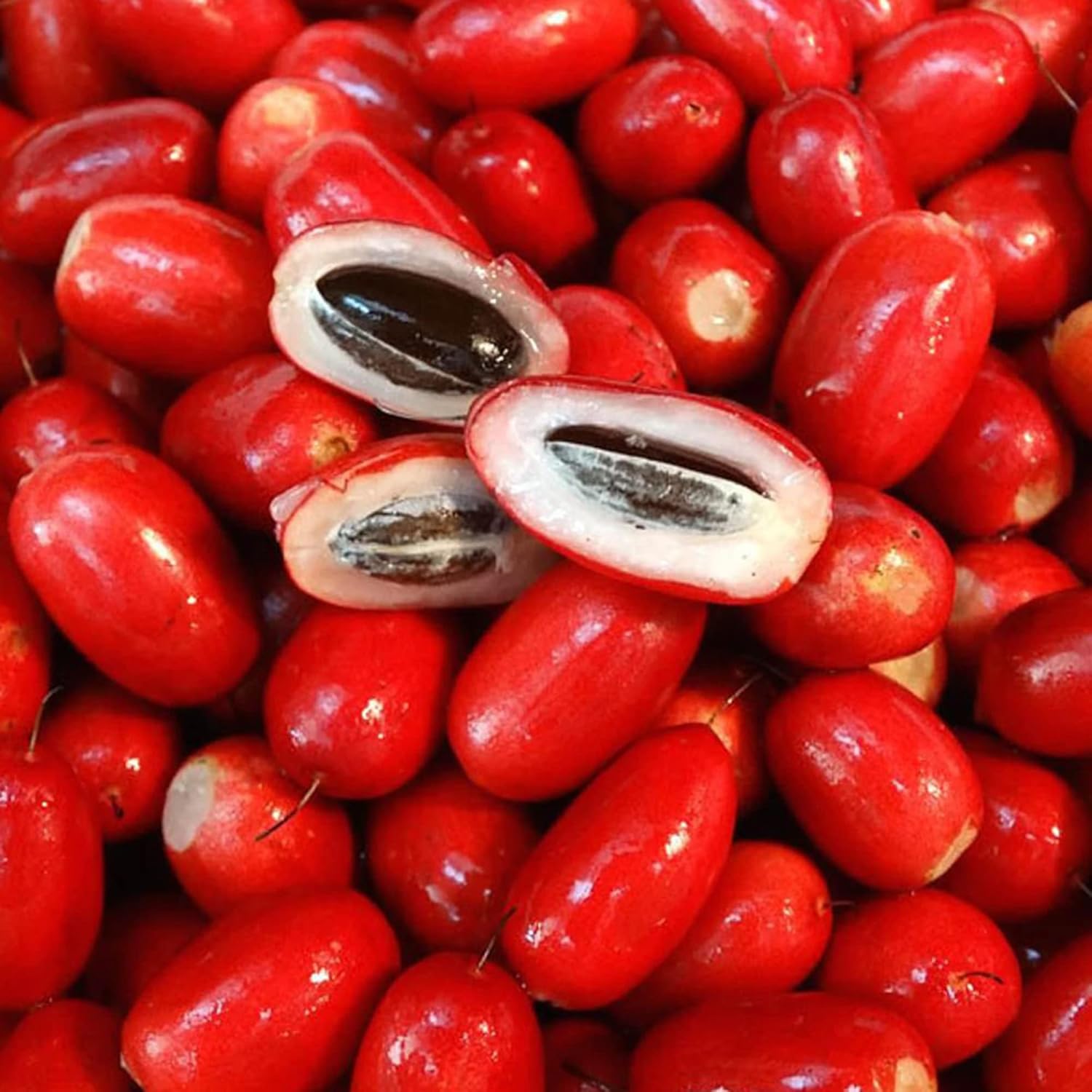 Synsepalum Dulcificum Seeds