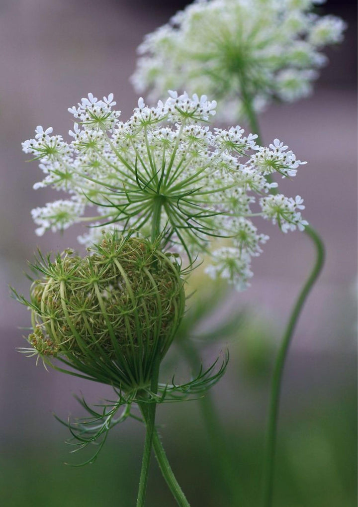 Lace Flower Seeds for Planting, 100